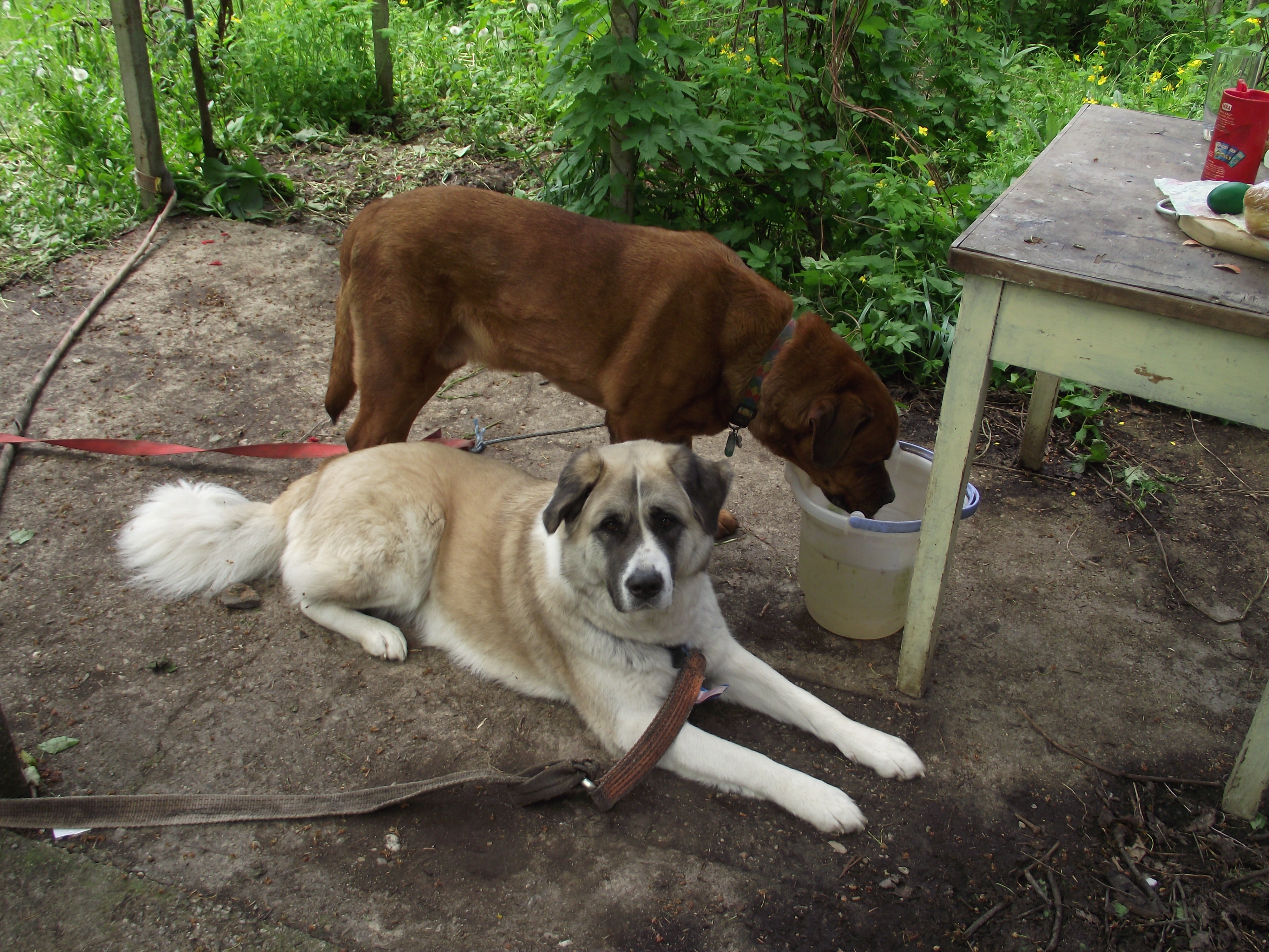 Our two beasts making themselves at home...