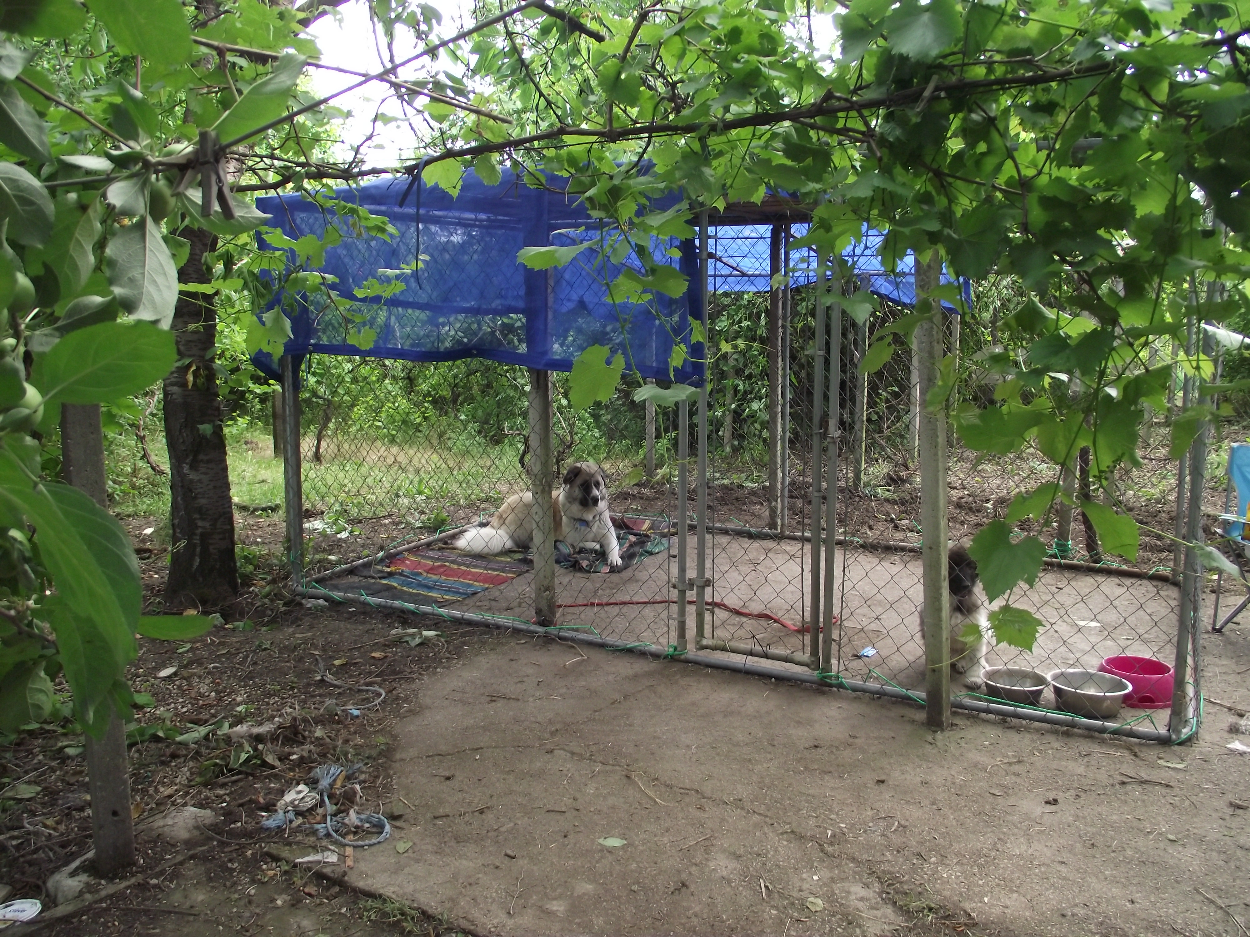 Dog pen in temporary position under the cherry tree