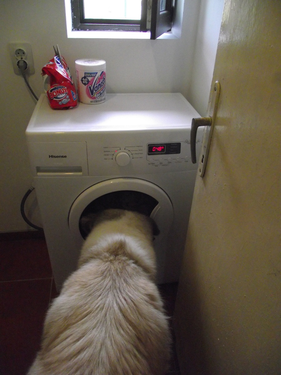 Kia fascinated by the new washer