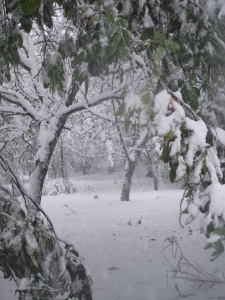 The walnut grove at the front of our house