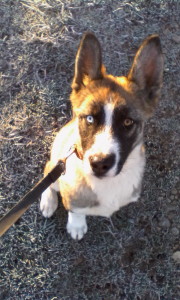 Shelby on a frosty morning walk