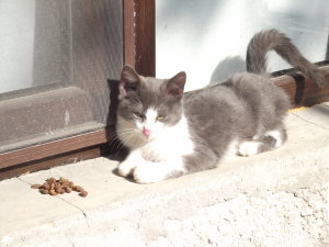 Oliver in the sunshine